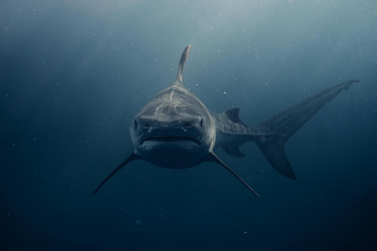 Megalodonte, il gigante dei mari non solo cacciatore di balene: una dieta più varia di quanto immaginato