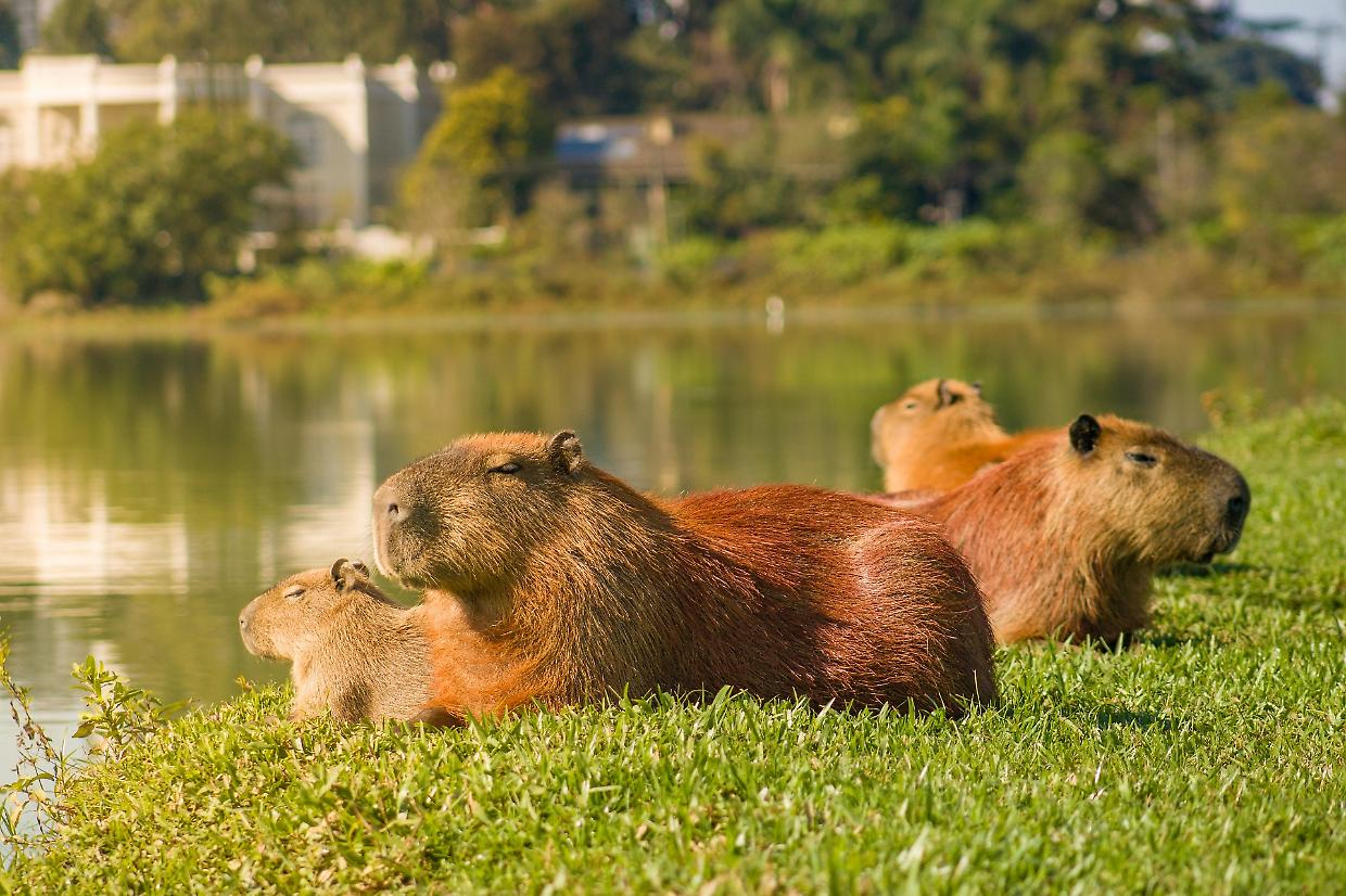 Città argentina sotto assedio: i capibara invadono il quartiere di lusso