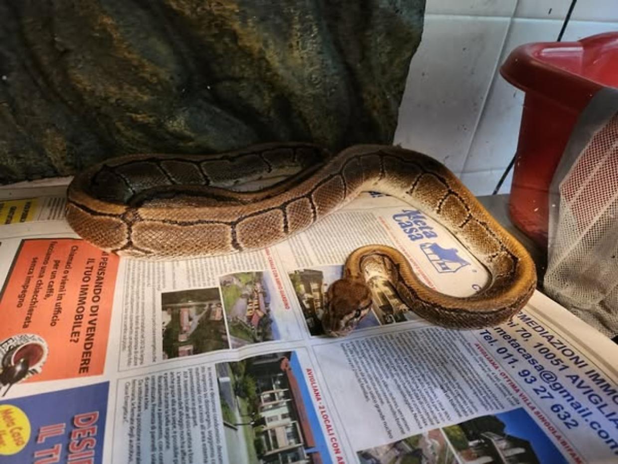 Villanova: scoperto un pitone reale ferito e denutrito