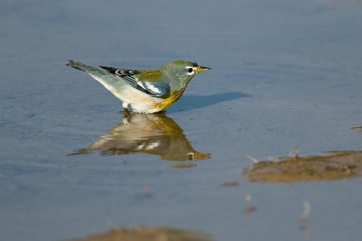 Parula delle mangrovie, l’uccello delle Galapagos che cambia il suo canto per il rumore urbano