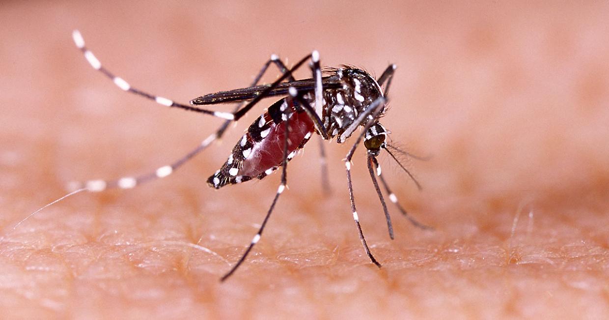 Nell'arcipelago francese c'è un'epidemia: oltre 500 casi confermati da inizio anno