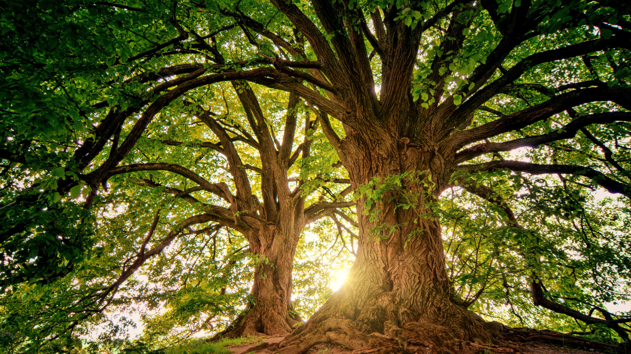 Alberi monumentali d’Italia: 95 nuovi ingressi nel 2025, due dal Piemonte