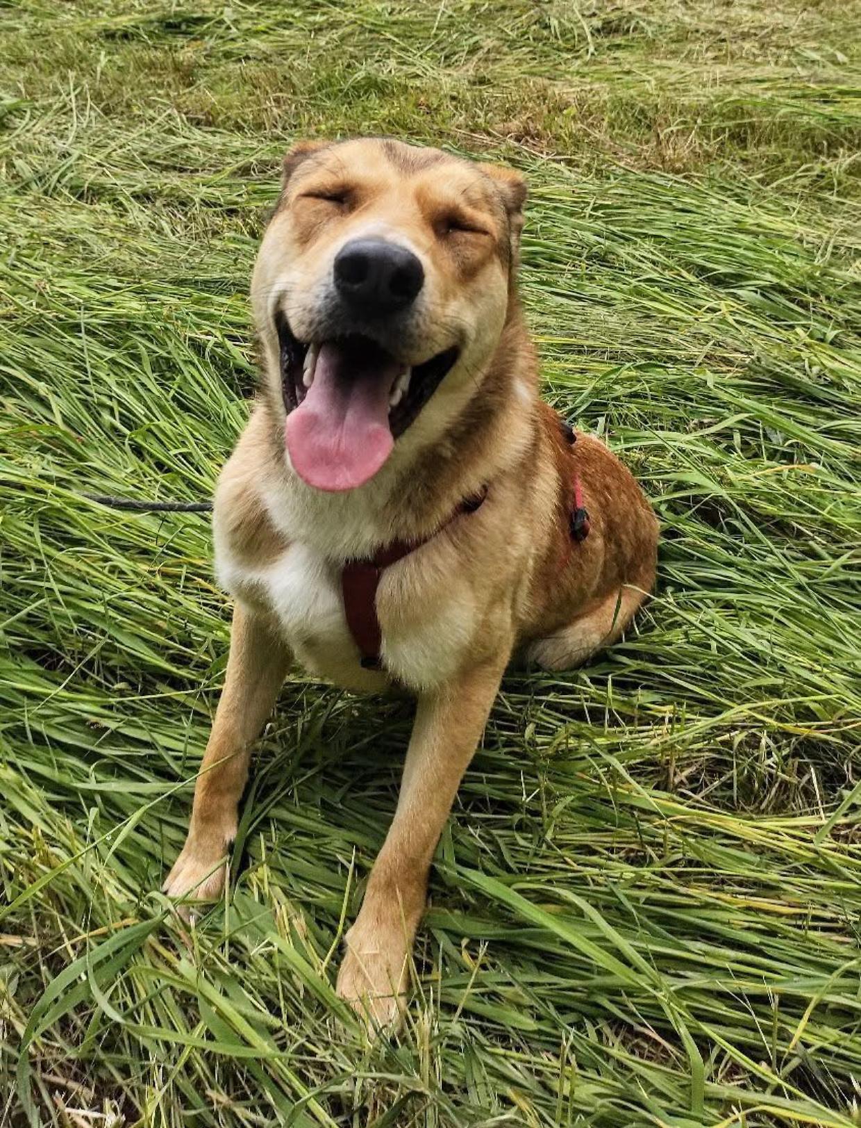 Ascot, un cane dal cuore enorme: "vorrebbe" vivere a Torino