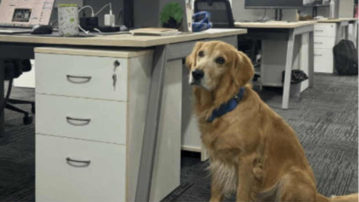 Un cane come "Chief Happiness Officer": la startup indiana che conquista il web con Denver
