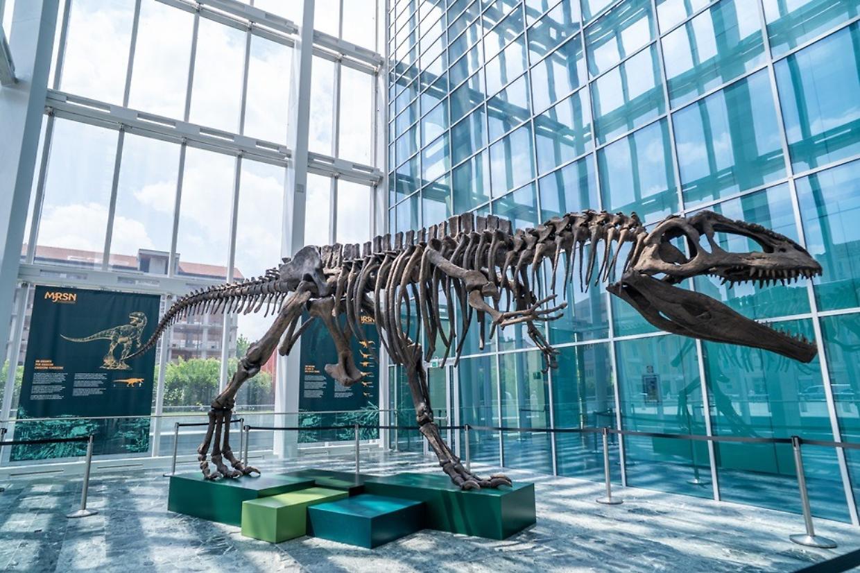 Al grattacielo della Regione Piemonte arriva uno scheletro di dinosauro