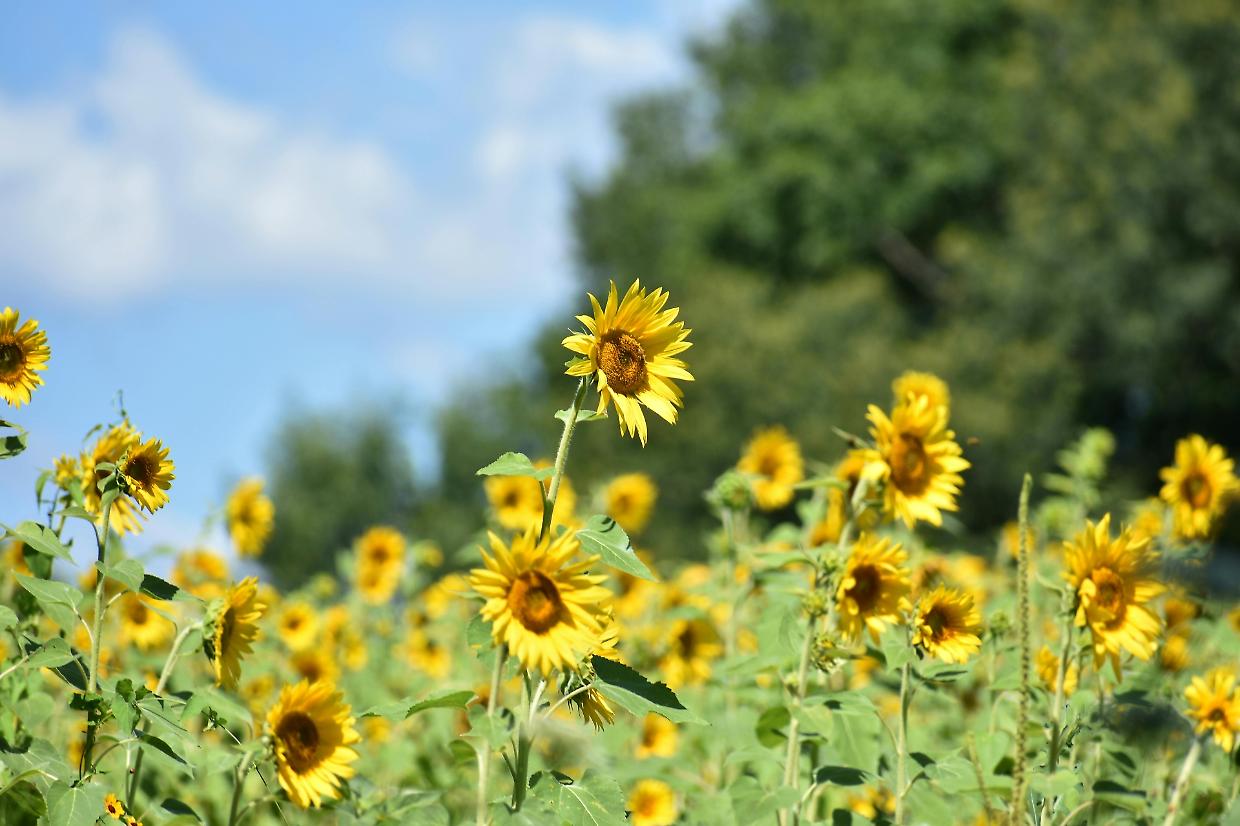 Olio di girasole: segnali ribassisti sul mercato europeo nonostante la scarsità di offerta