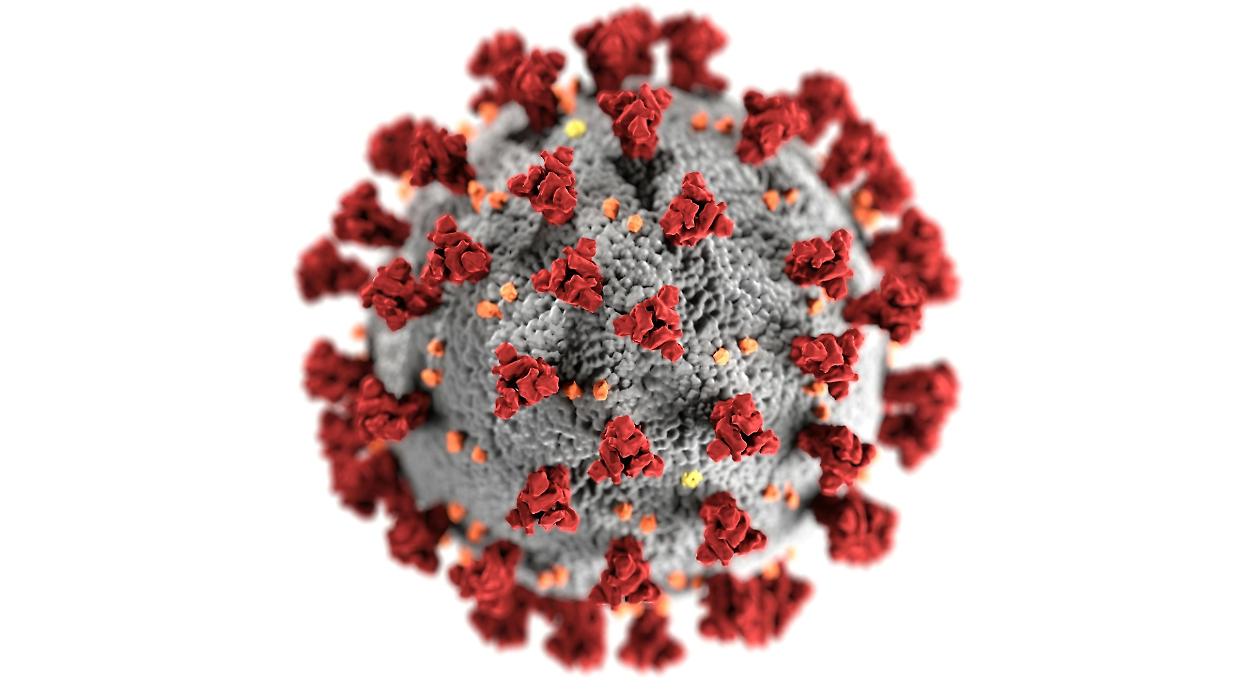 Scoperti 230 nuovi virus giganti: potrebbero influenzare le fioriture algali nei mari
