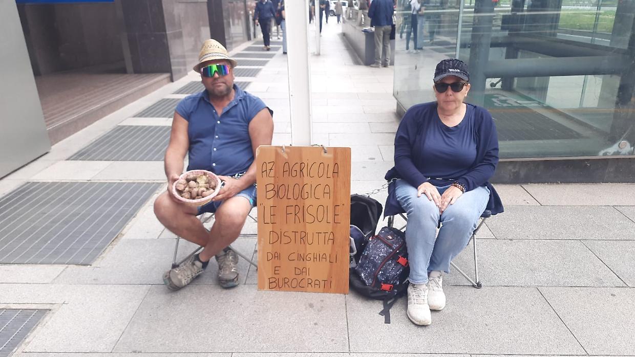 I cinghiali mettono in ginocchio l'azienda agricola: i proprietari si incatenano per protesta