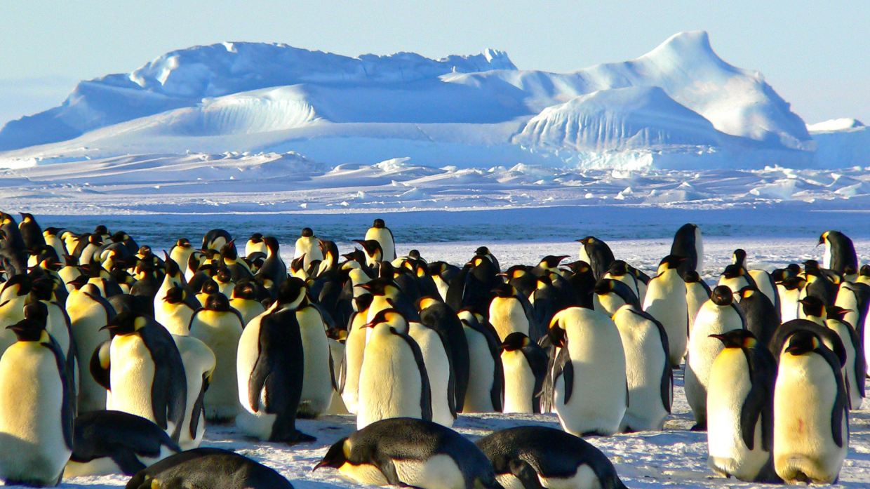 Allarme dai ghiacci: il pinguino imperatore verso l'estinzione entro il 2100