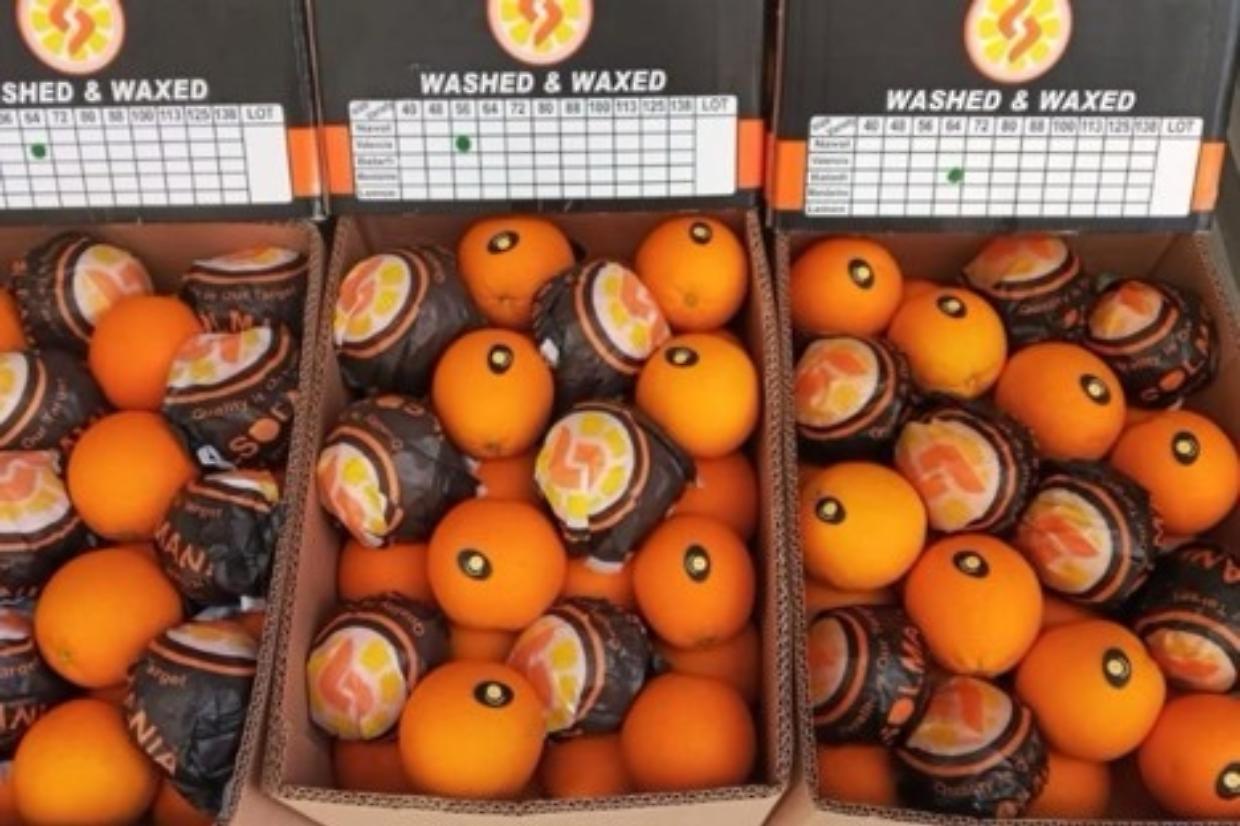 Arance "Tarocco Siciliano" finte: sequestrate due tonnellate di frutti egiziani