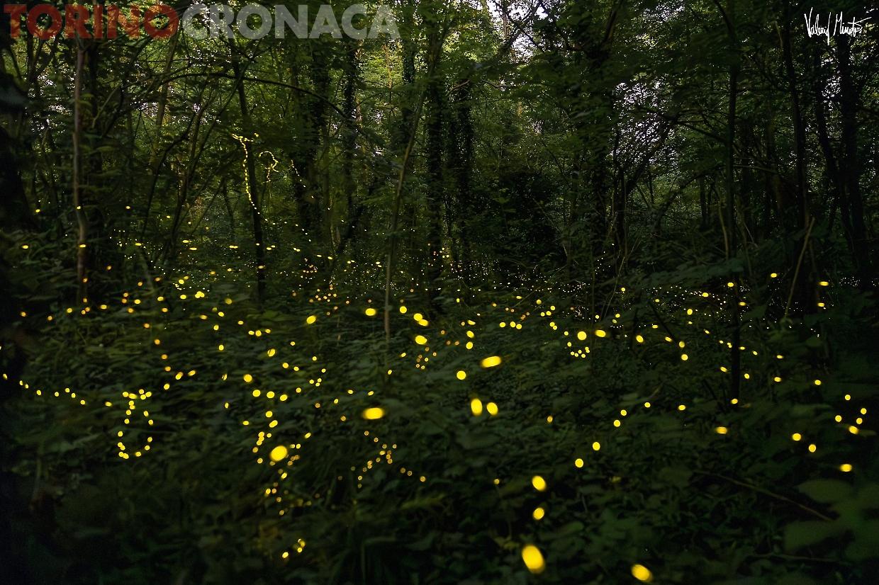 Ci sono ancora lucciole in Piemonte: gli scatti del fotografo Valerio Minato