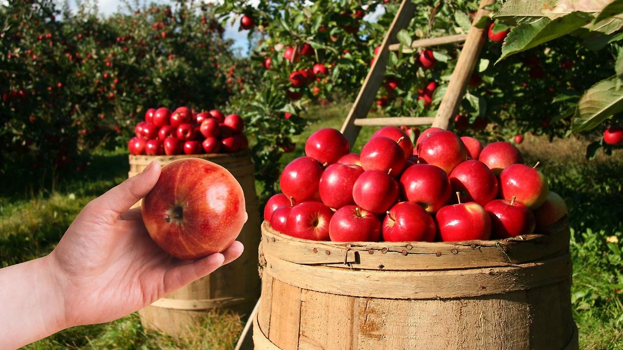 Boom dell'export ortofrutticolo italiano: +26,9% nel primo trimestre 2025