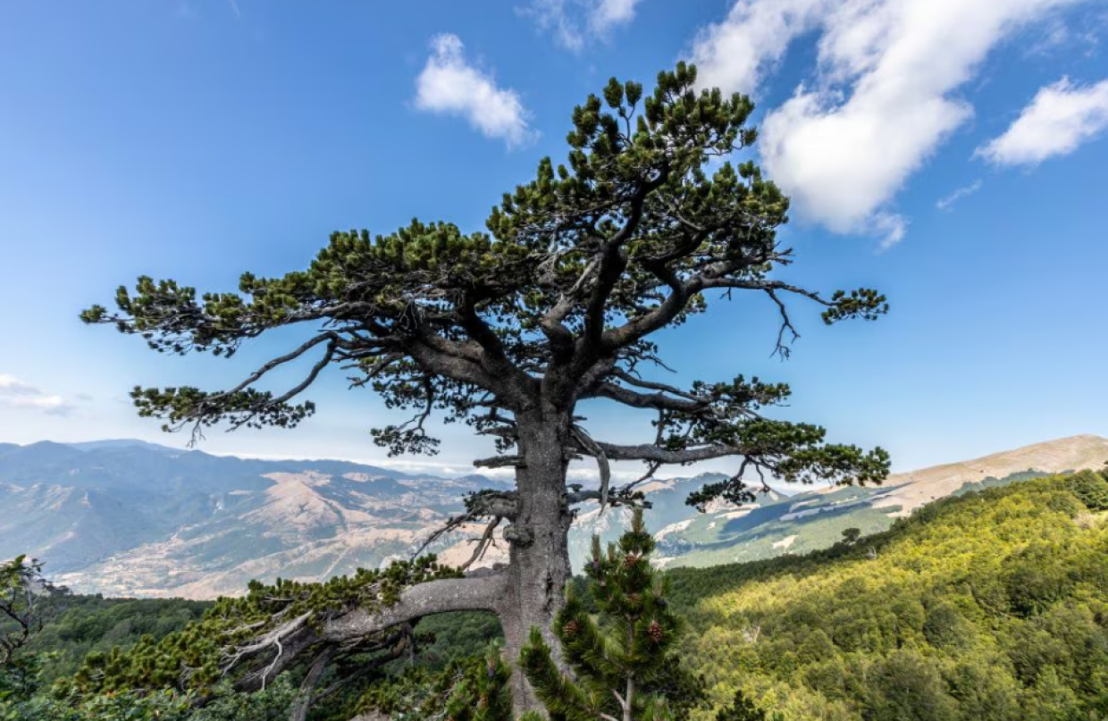 L’albero più antico d’Italia vive ancora: un pino loricato che ha preso il nome del re degli Enotri