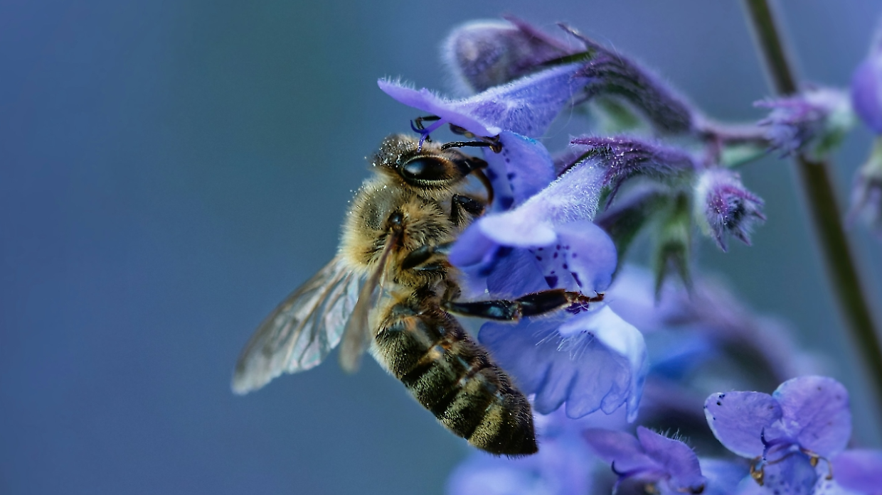 Nasce a Racconigi un’oasi per api e impollinatori