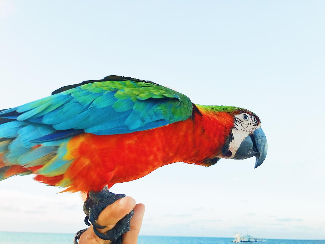 Perché gli animali tropicali sono così colorati?