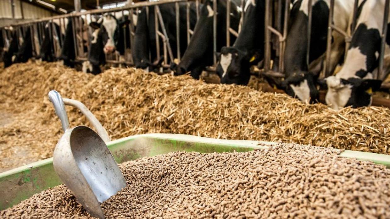 Mangimistica italiana: un settore da 150 miliardi tra innovazione, efficienza e sostenibilità