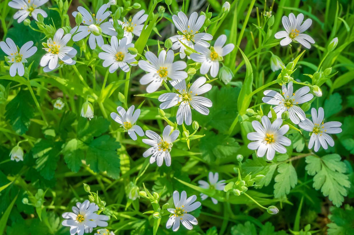 Estate in giardino: ecco tutte le piante e i fiori da piantare a Giugno