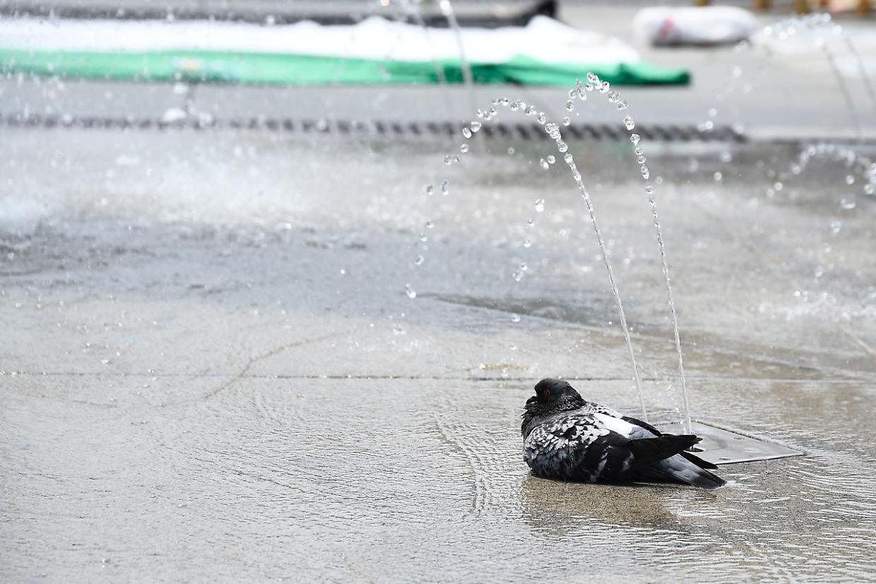 Anche i colombi combattono il calore in piazza Castello a Torino