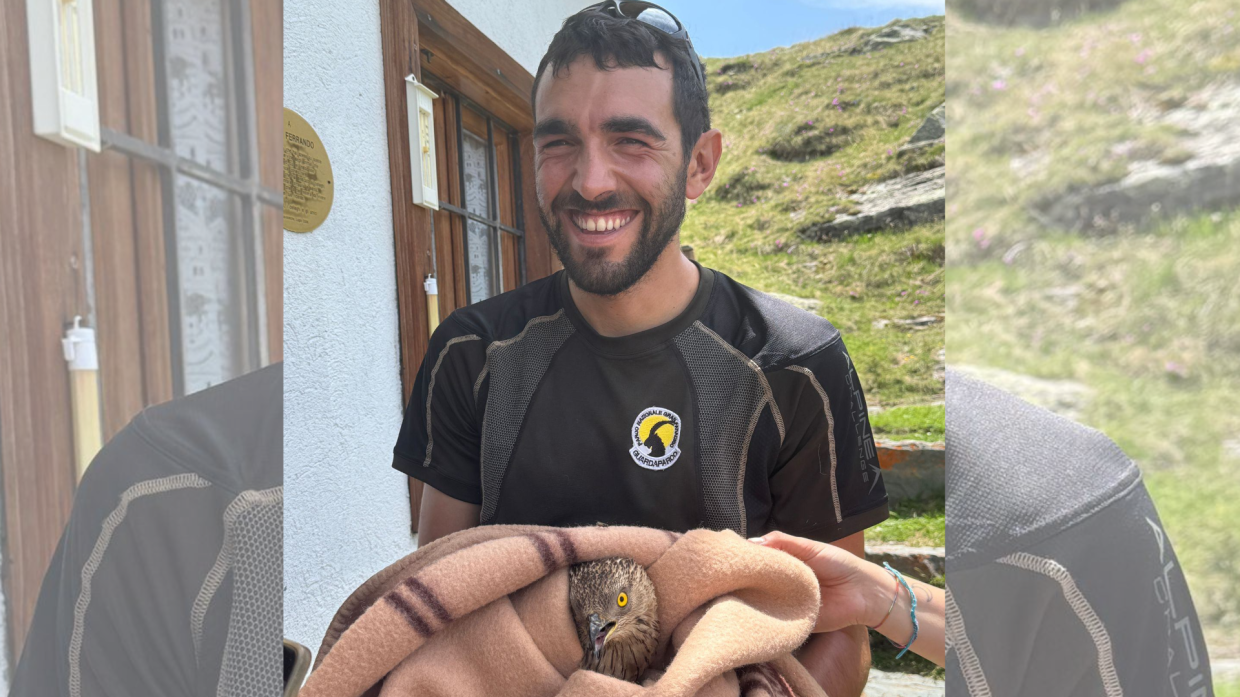 Giovane falco pecchiaiolo soccorso nel Parco Nazionale Gran Paradiso