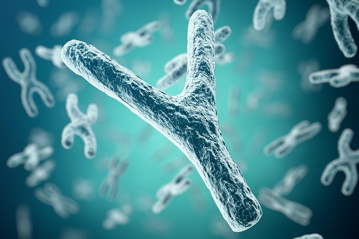 Il cromosoma Y sta scomparendo: cosa significa davvero per la salute degli uomini