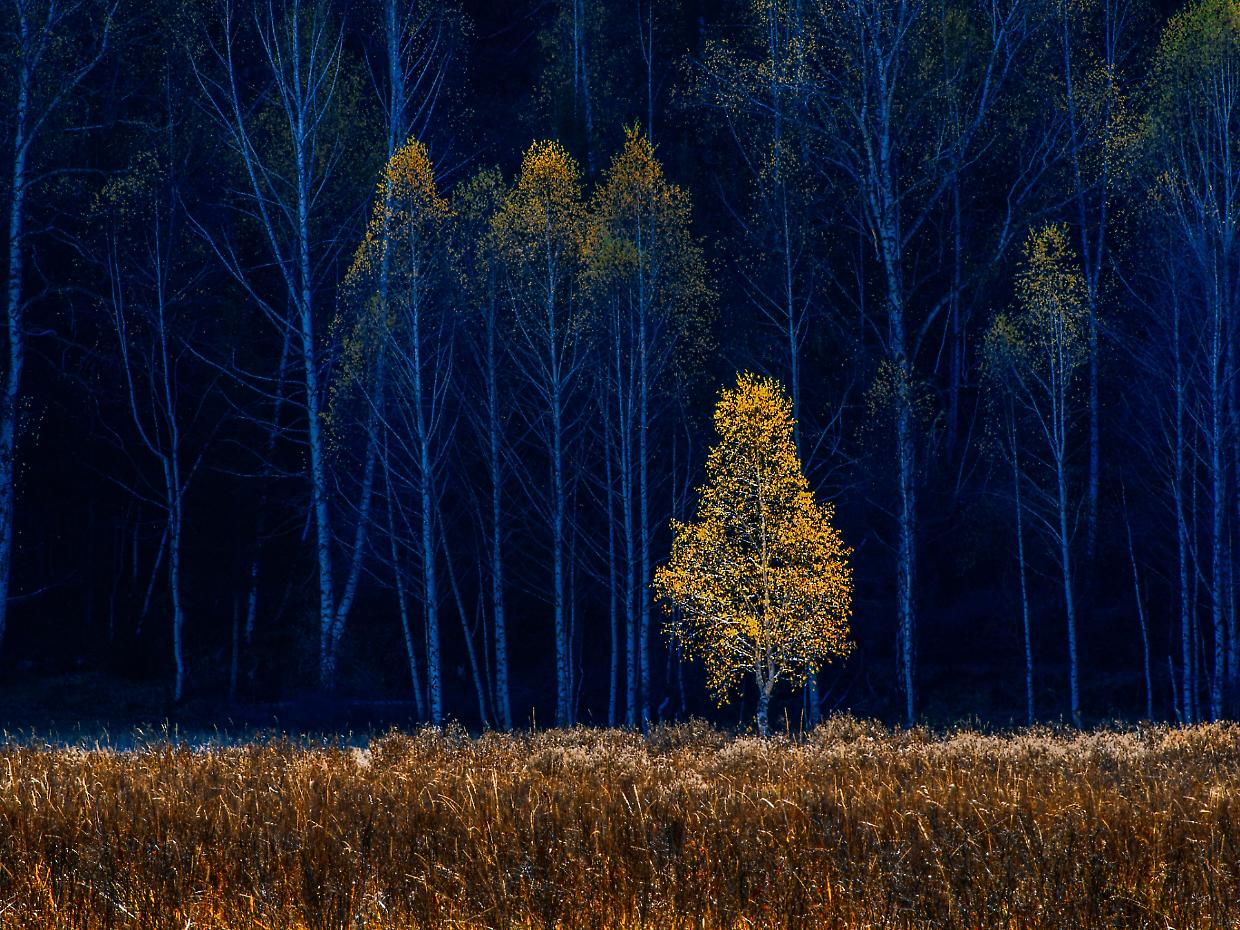 La foresta azzurra esiste davvero: il miracolo di Hallerbos, il bosco delle fiabe in Belgio
