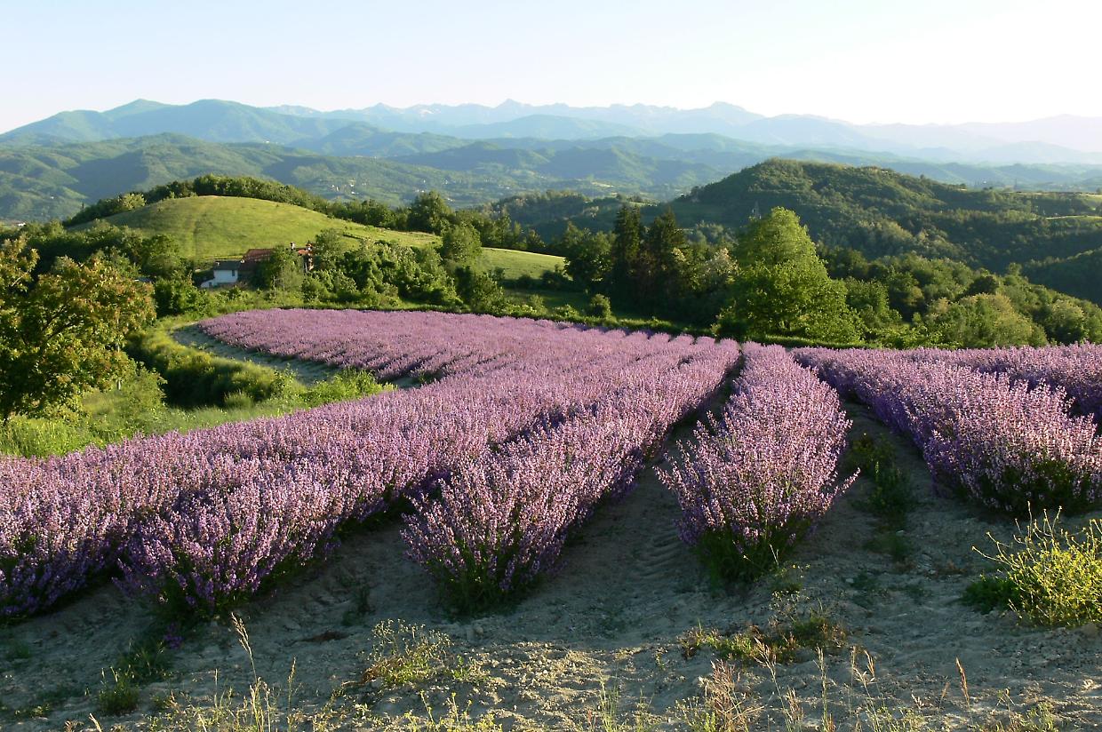 La fioritura della lavanda a Sale San Giovanni: un incanto da proteggere