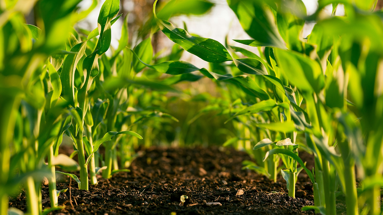 Chloe: la startup che coltiva il futuro agricolo 