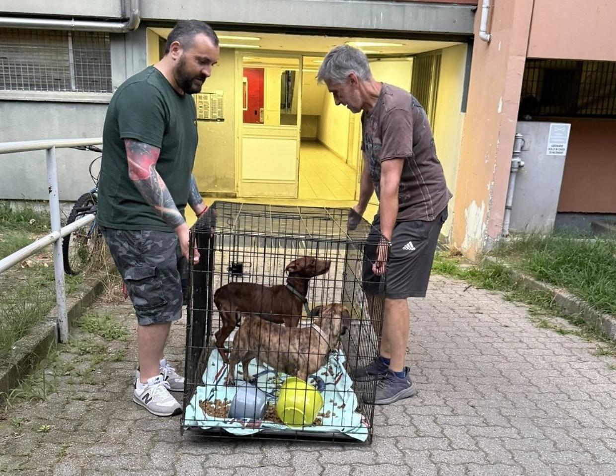 Nichelino, due cani soli da 15 giorni senz’acqua né cibo: salvati in extremis da un appartamento distrutto