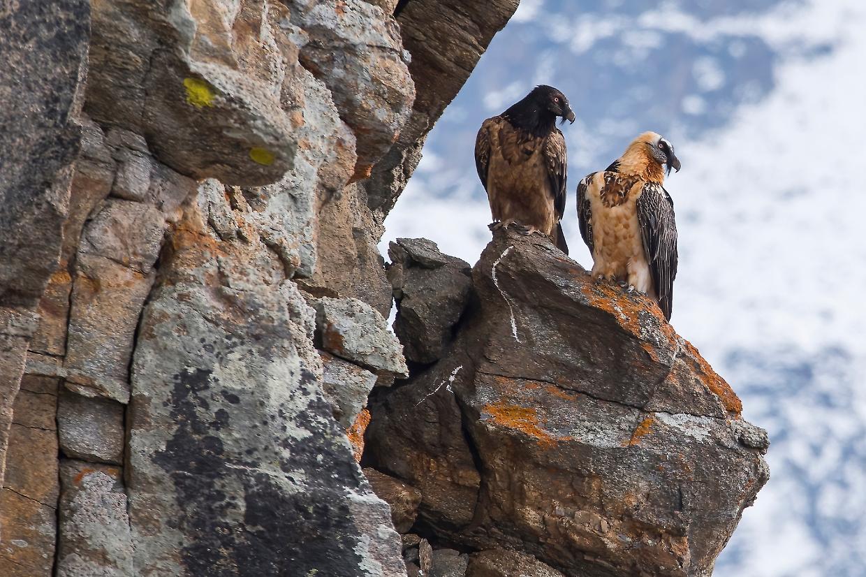 Camanda, il giovane gipeto di Valnontey, ha spiccato il volo nel Gran Paradiso