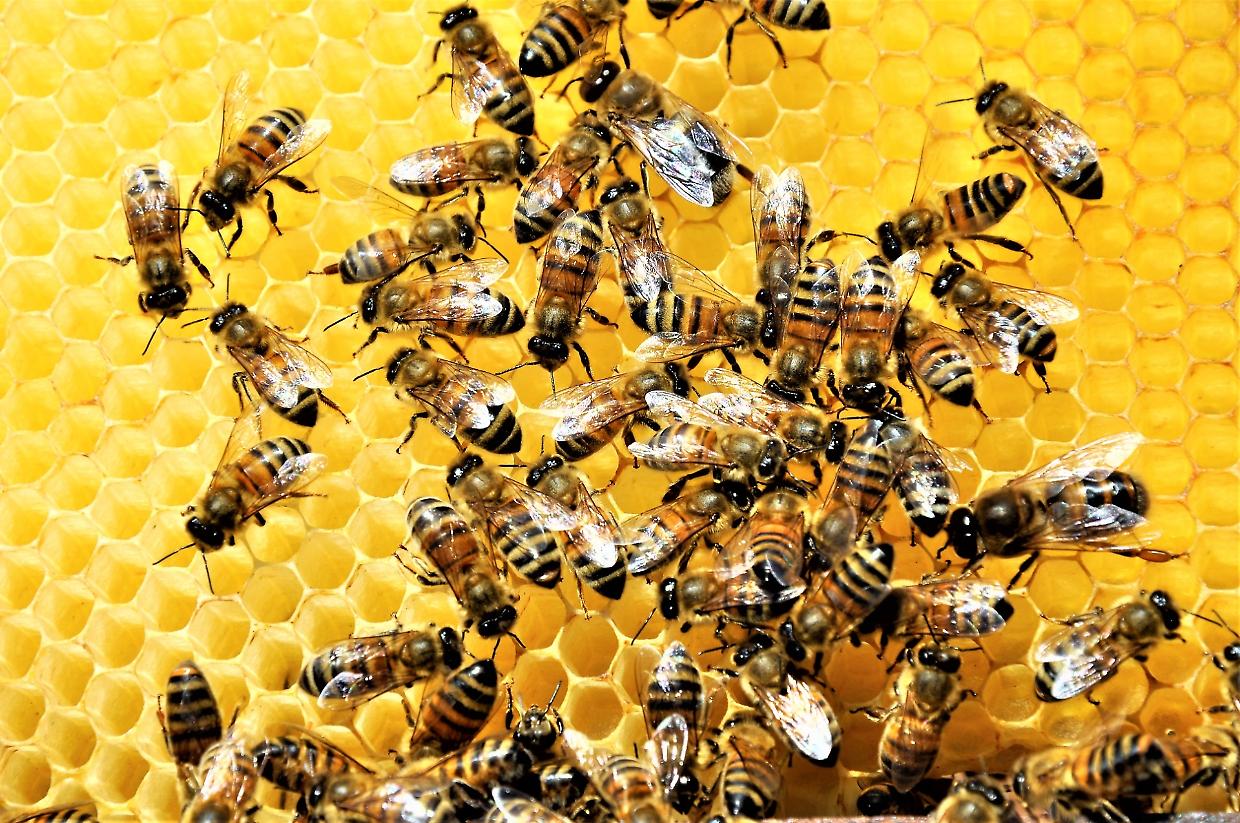 La transumanza delle api: un patrimonio sotto attacco industriale