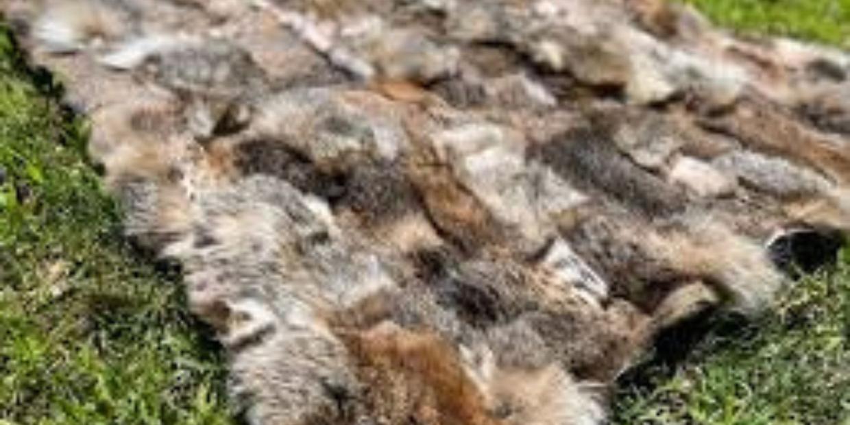 Scandalo a Melbourne: gilet per bambini realizzati con pelliccia di gatto sugli scaffali