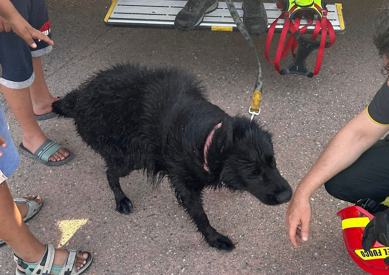 Sfugge ai padroncini e cade nella Dora: cane salvato dai vigili del fuoco