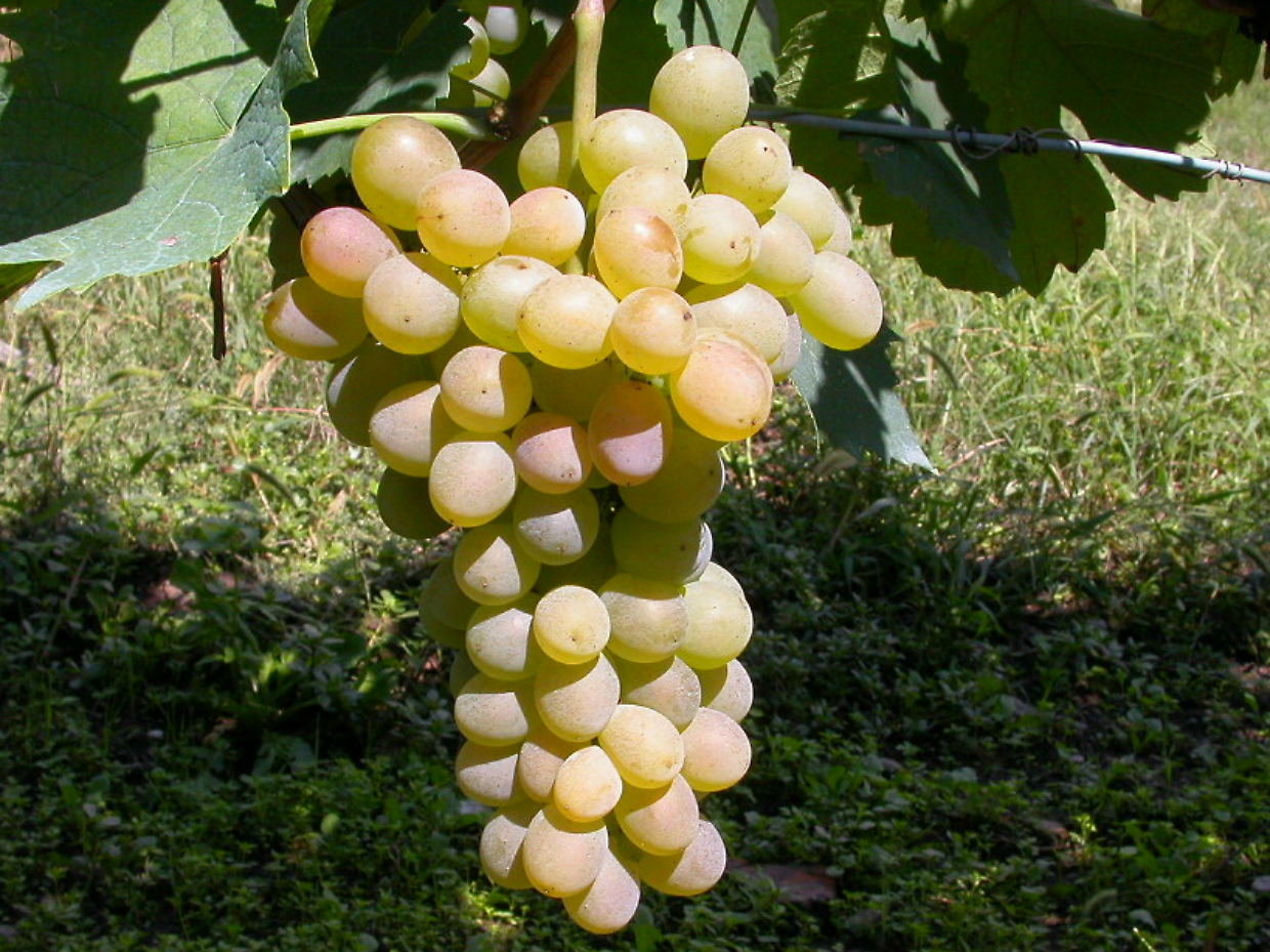 Sagre