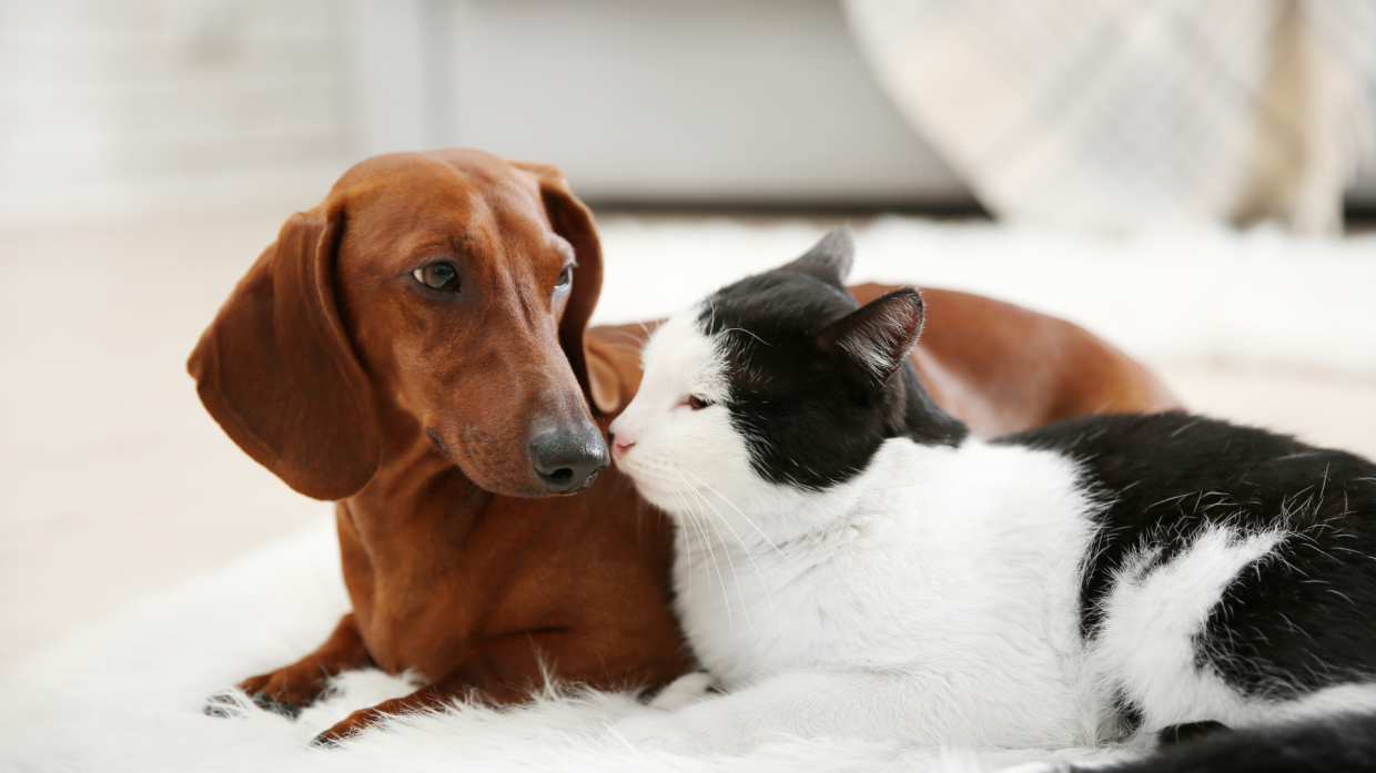 Approvata la riforma UE sul benessere animale: nuove regole per vendita, microchip e importazioni