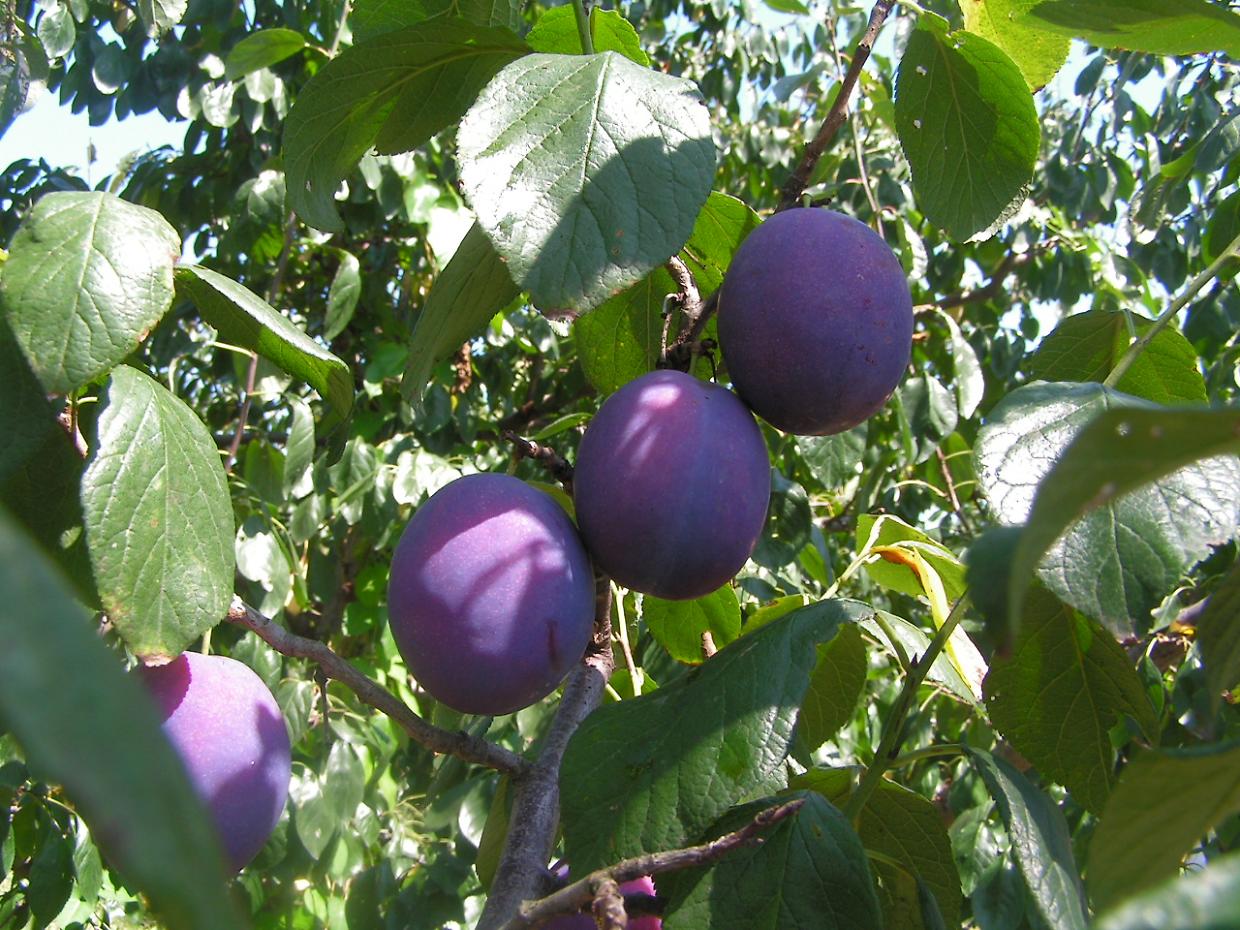 Dal mercato al benessere: ecco perché la frutta estiva è il miglior alleato della salute