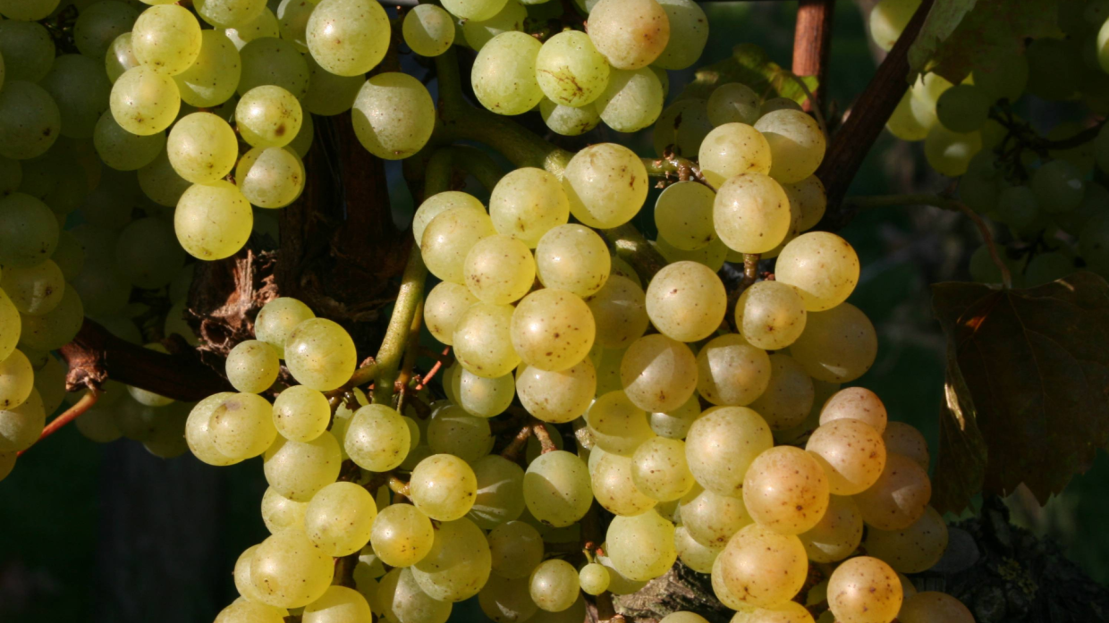 "Di Gavi in Gavi": un mese di celebrazione per il grande bianco piemontese