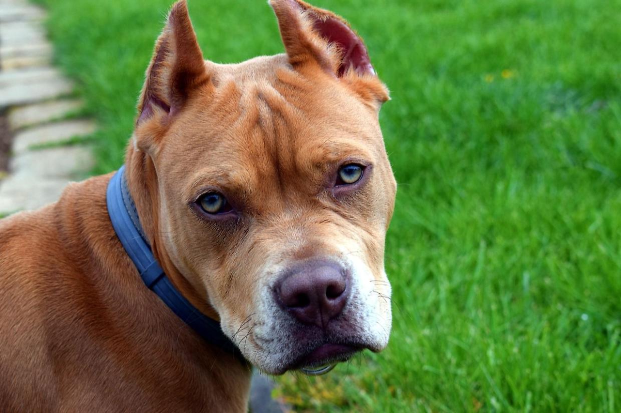 Lasciato morire sotto il sole: il pitbull chiuso in auto  perde la vita per un gesto di incoscienza