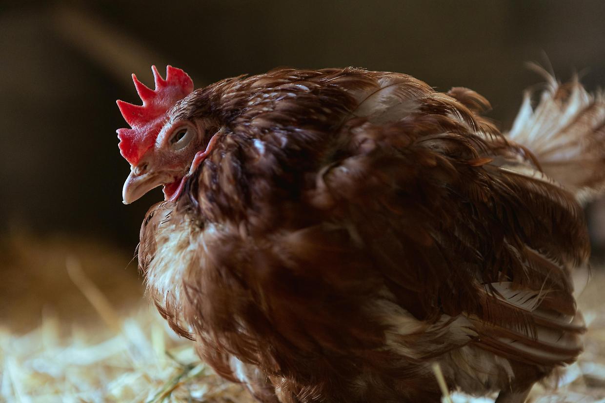 È nato prima l’uovo o la gallina? La scienza risponde (forse)