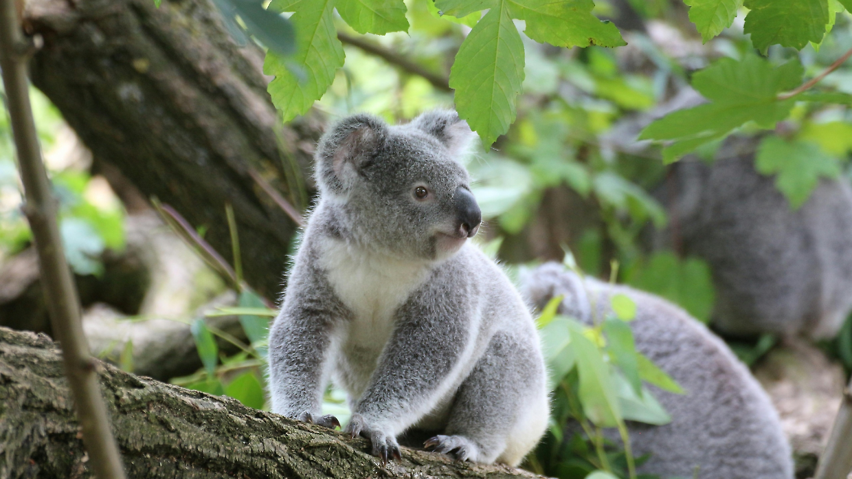 Feci materne come superfood: il trucco evolutivo dei koala