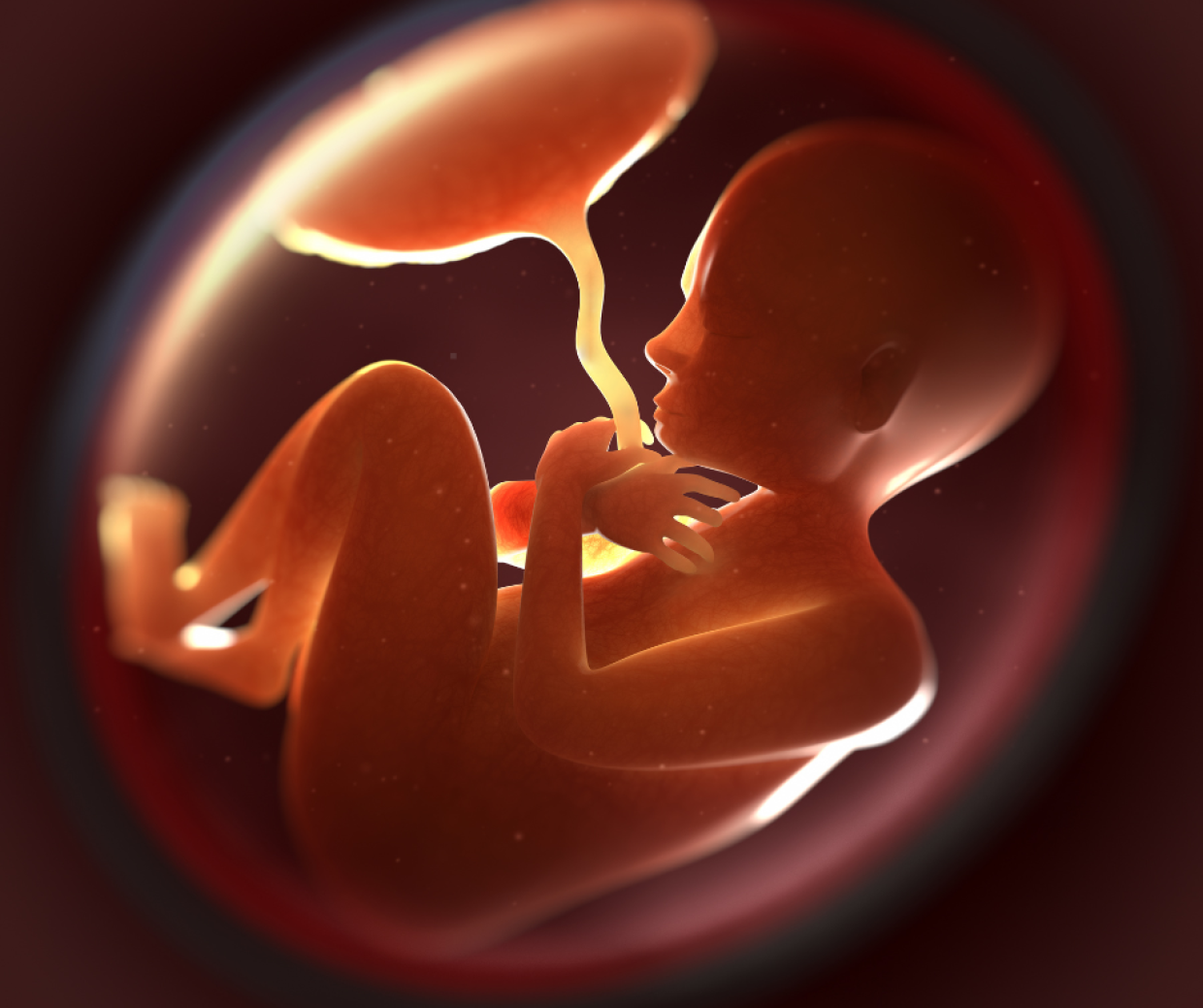 Se il nostro cervello dipendesse dalla placenta? Ecco cosa dice la scienza