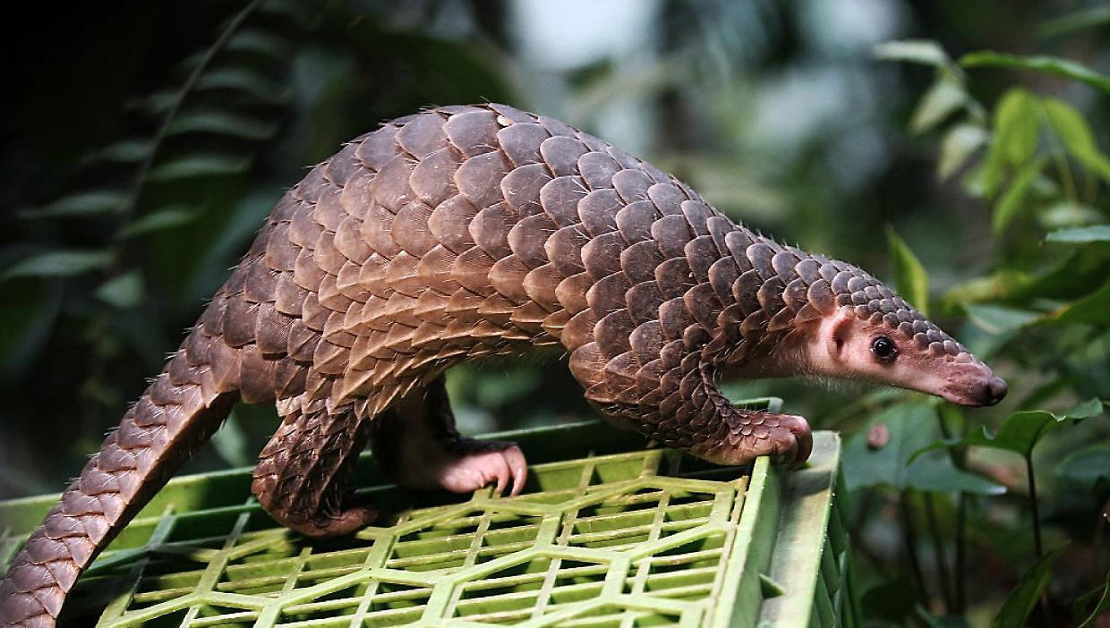 Il pangolino, mammifero più trafficato al mondo, cerca protezione negli Stati Uniti