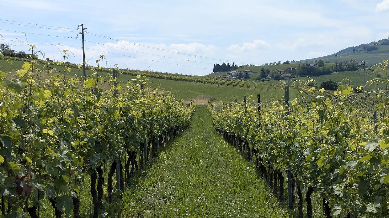 Pasqua 2026 nelle Langhe: tra vino, picnic tra le vigne e Pasquetta all&rsquo;aria aperta