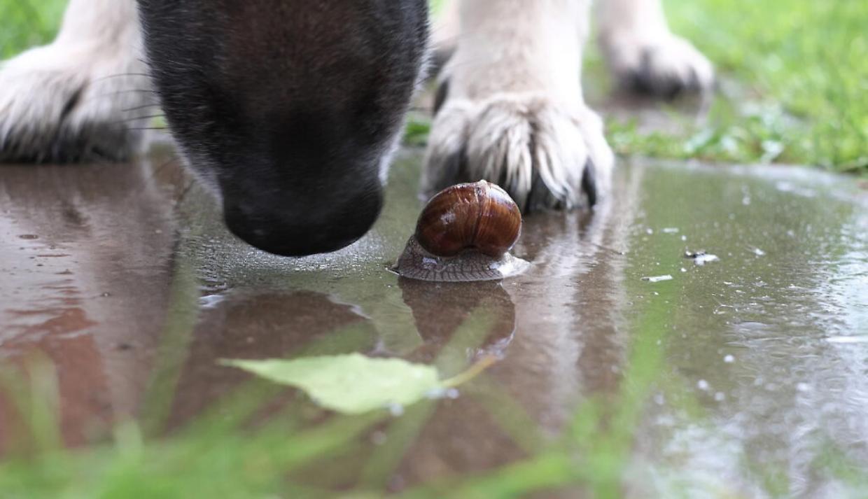 Allarme “verme killer”: boom di infezioni tra i cani