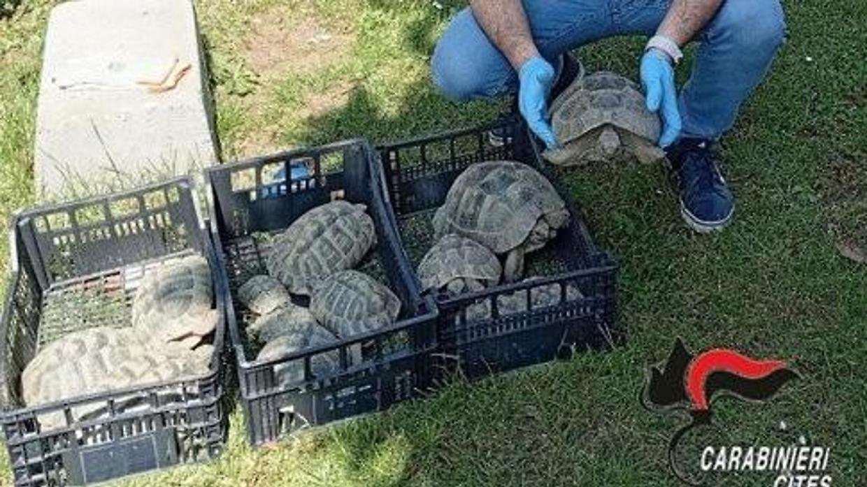 Tartarughe protette trovate in casa nel Vercellese: scatta il sequestro