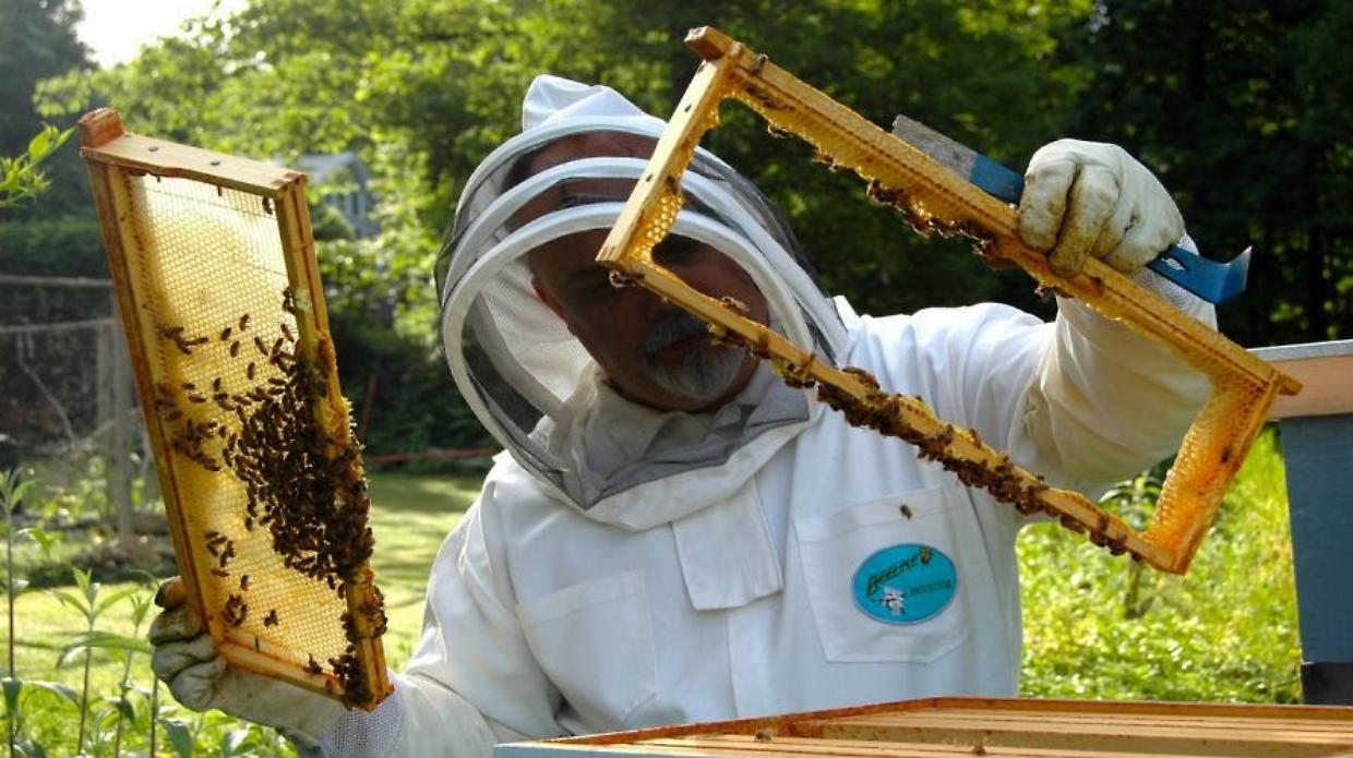 Miele in Piemonte: annata promettente ma allarme parassiti