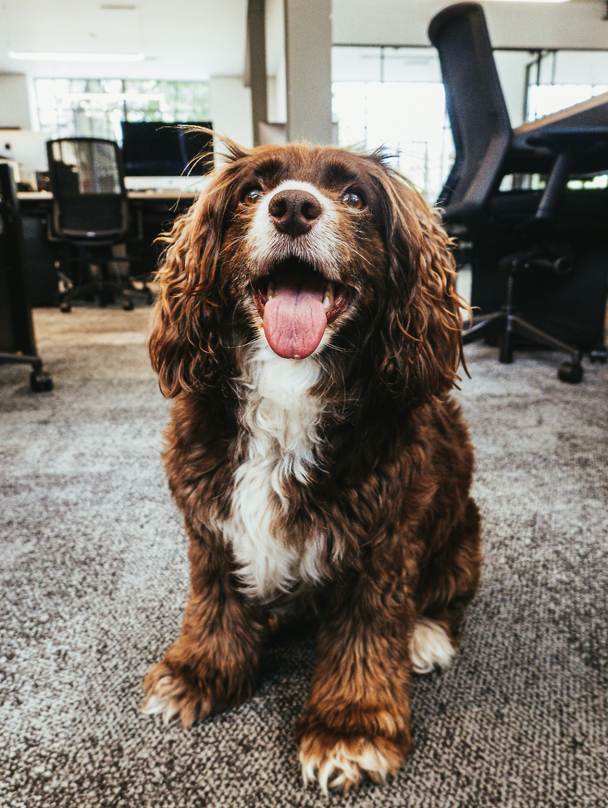 Quando il collega ha la coda: oggi è la Giornata del cane in ufficio