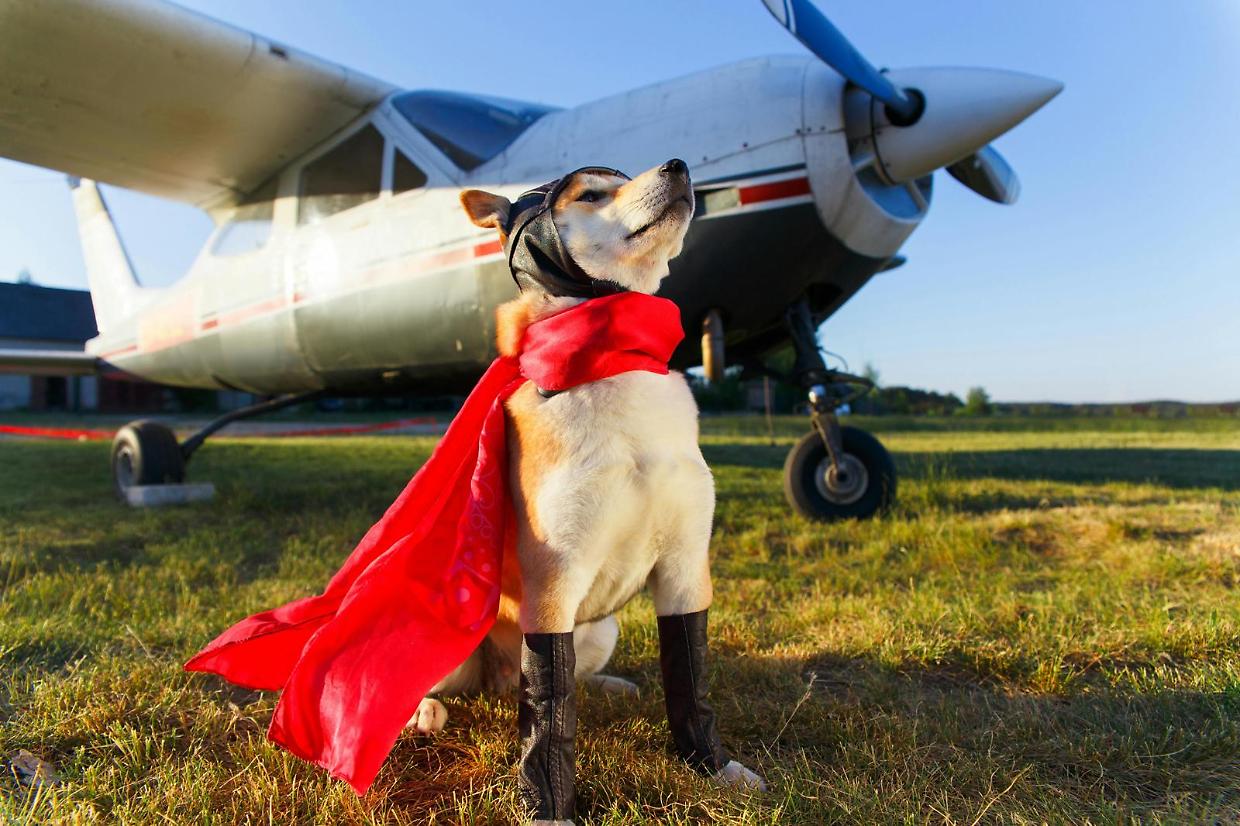Vacanza all'estero? Ecco cosa fare per poter portare Fido con te