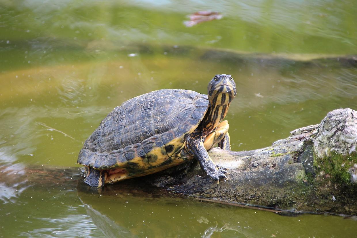 Tartarughe infette nel Lago Grande di Avigliana: un rischio sanitario da non sottovalutare