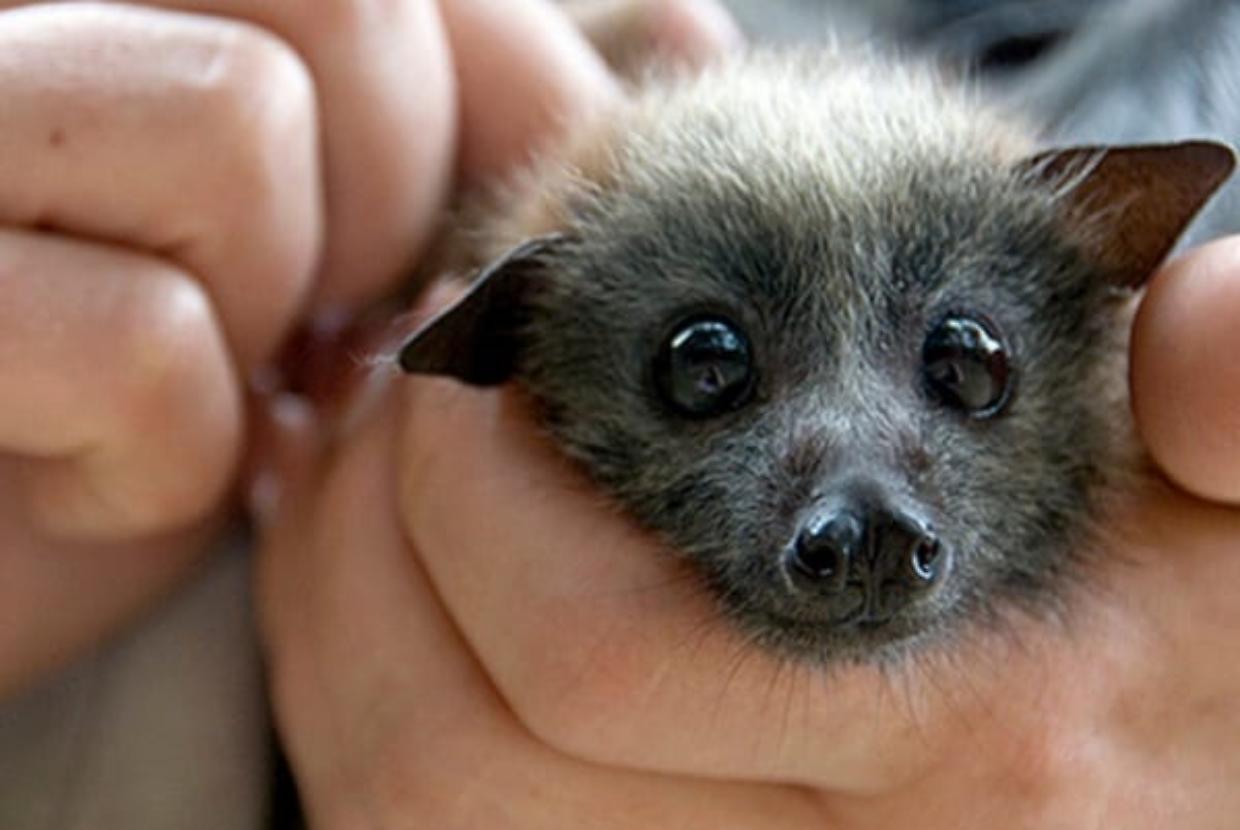 Notte alata a Carignano: alla scoperta dei pipistrelli