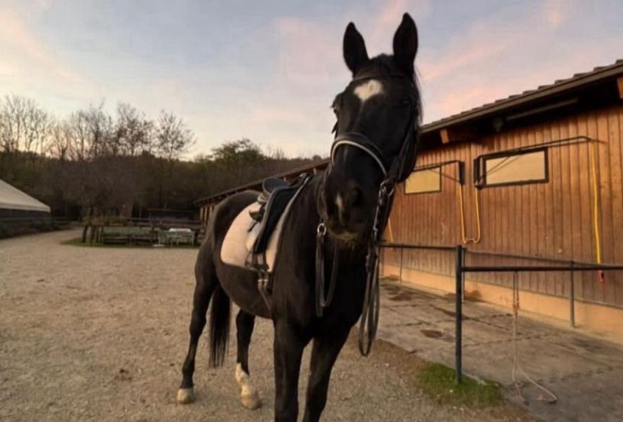 Ricerca in corso per il cavallo scomparso Faylando nelle zone di Alpignano, Rivoli e Villarbasse
